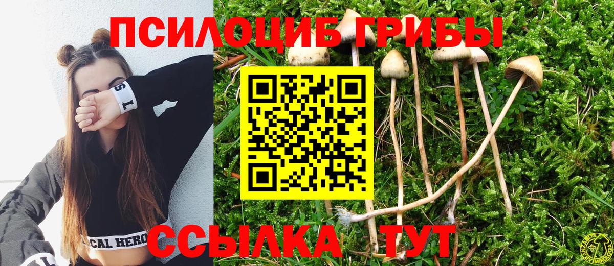 Галлюциногенные грибы Psilocybine cubensis Абакан